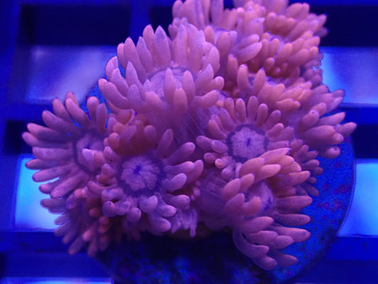 Pink Goni Purple Eye