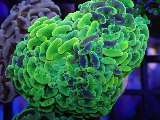 WYSI Neon Pulse Hammer ( Almost 2 heads! )