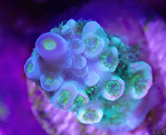 Purplicious Acro Frag