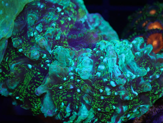 WYSI Green Deshy Frag