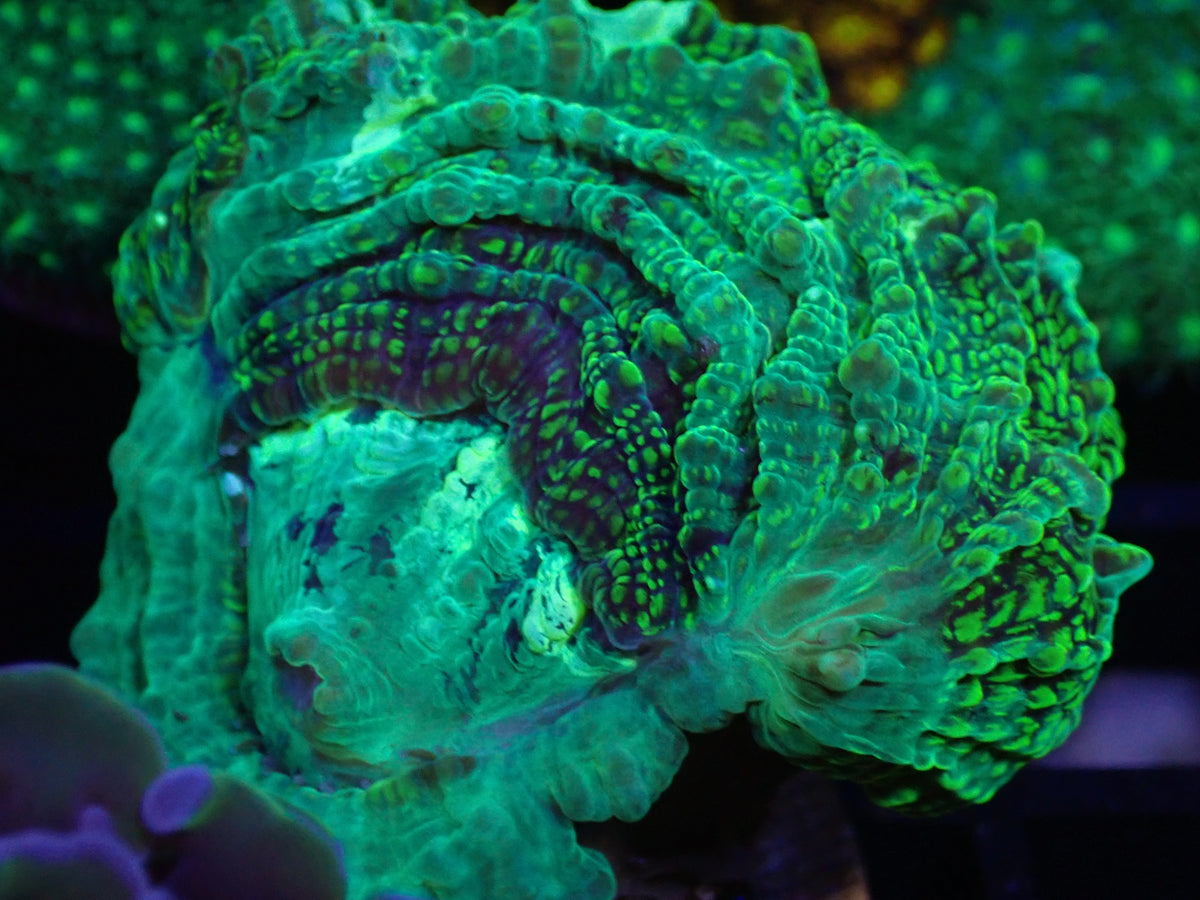 WYSI Green Deshy Frag