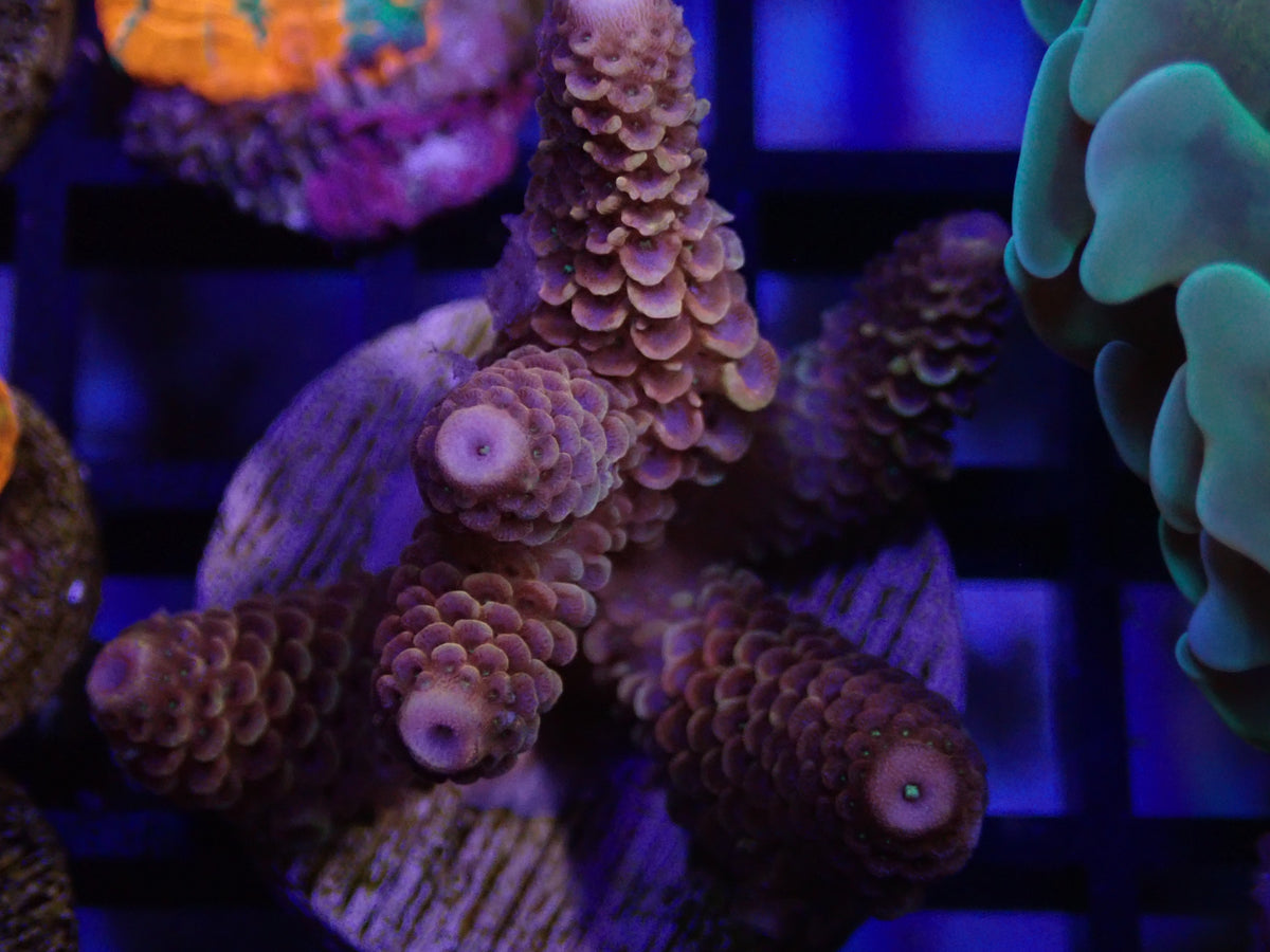 WYSI Sunset Milliepora