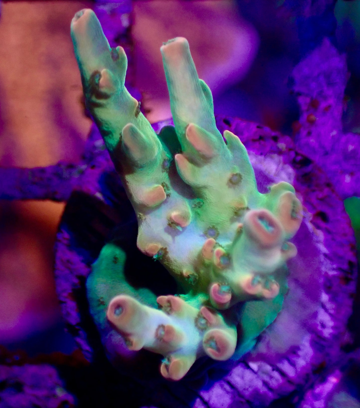 TNT & Petrol Slick Coral Pack