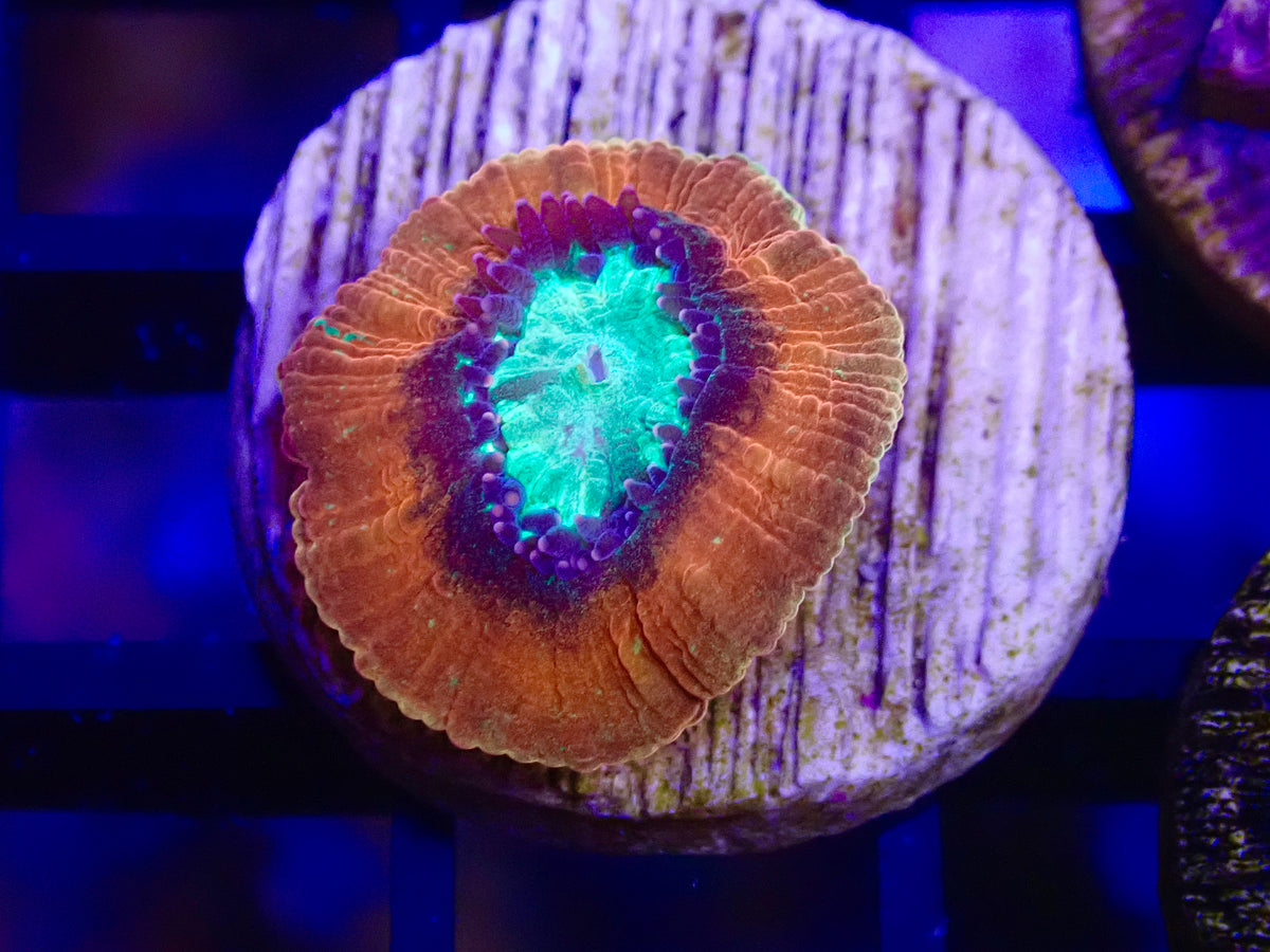 WYSI Unique Captive Spawn Trachy