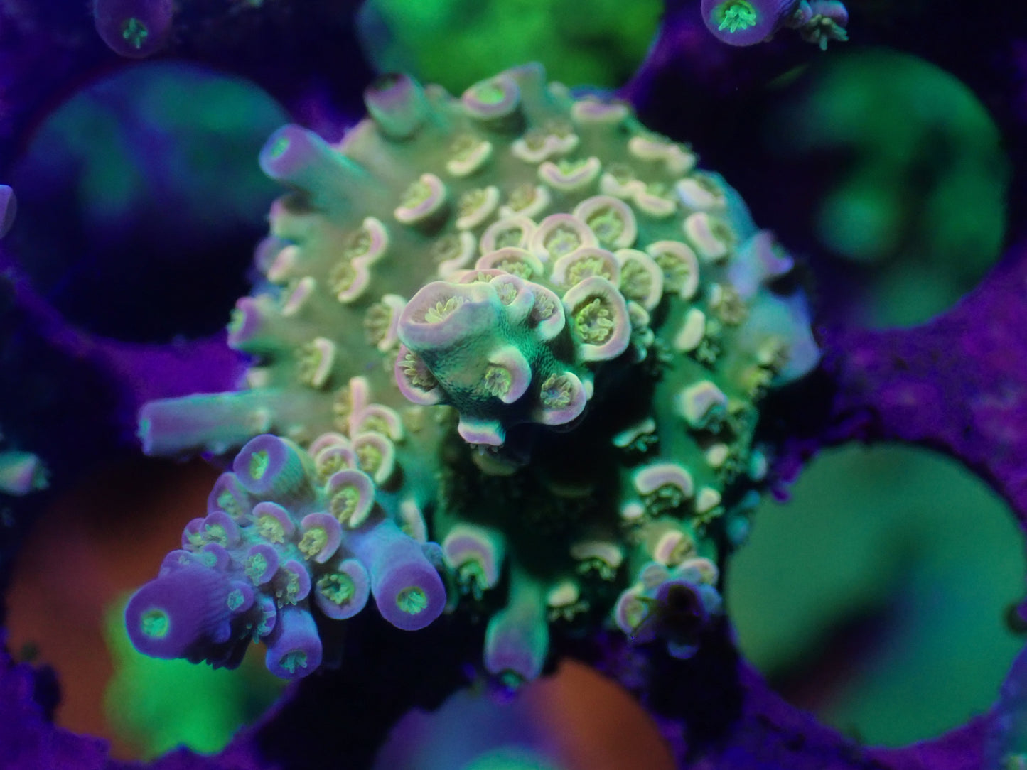 Walt Disney Acropora