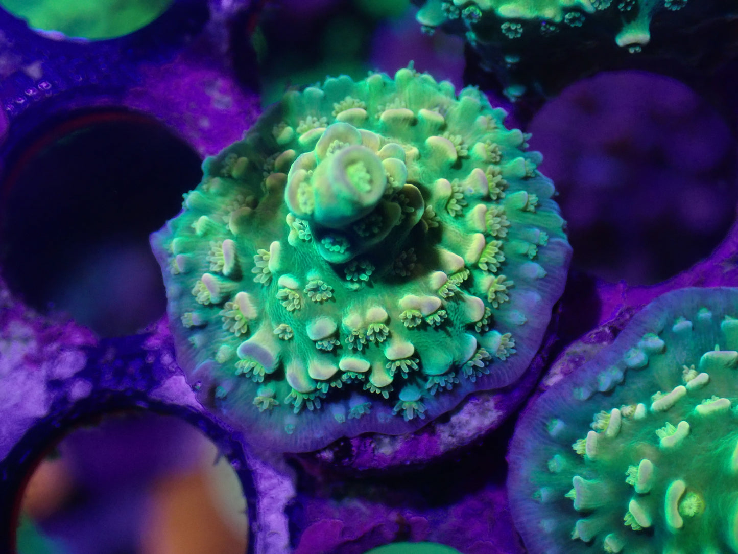 Walt Disney Acropora