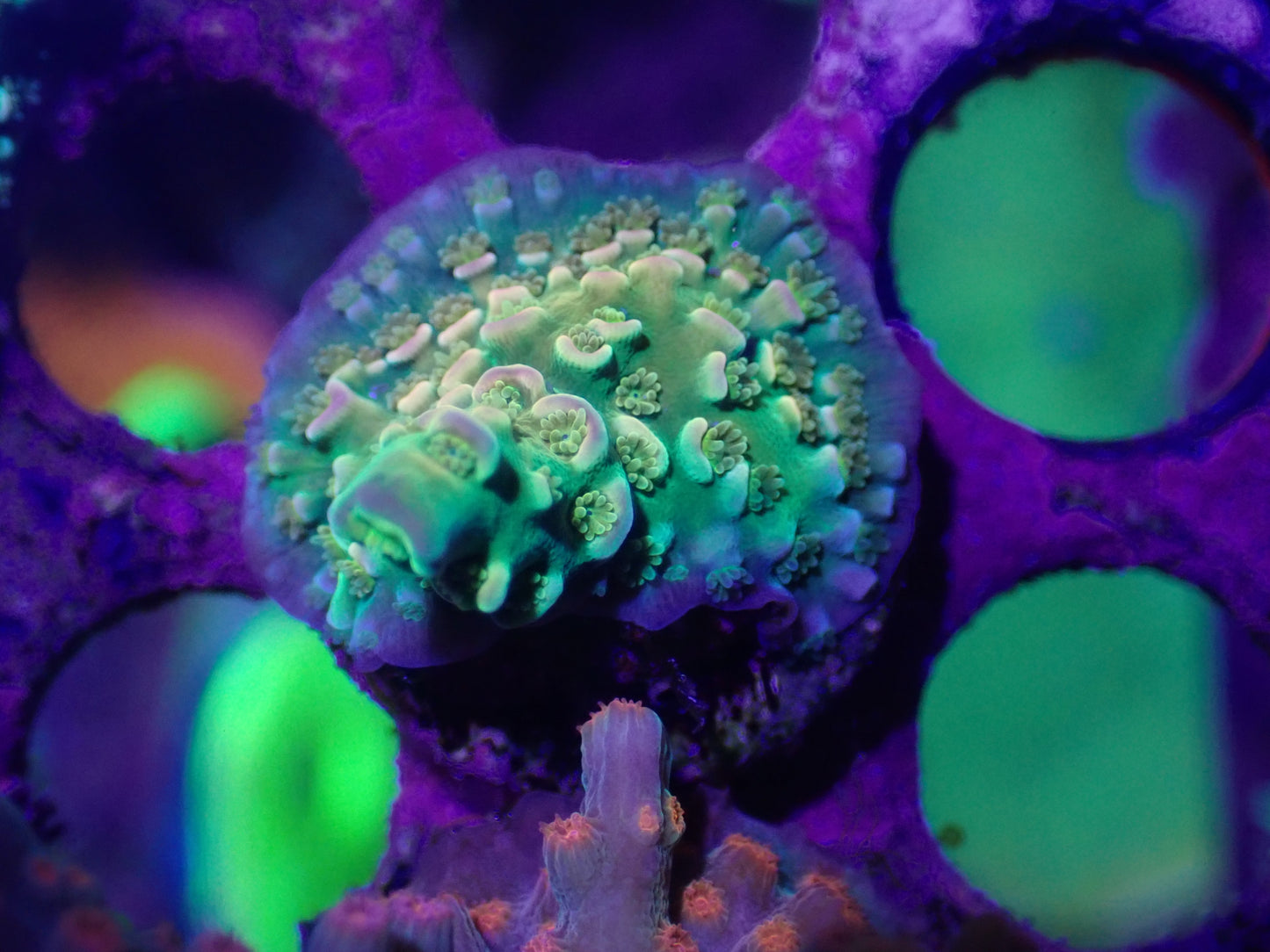 Walt Disney Acropora