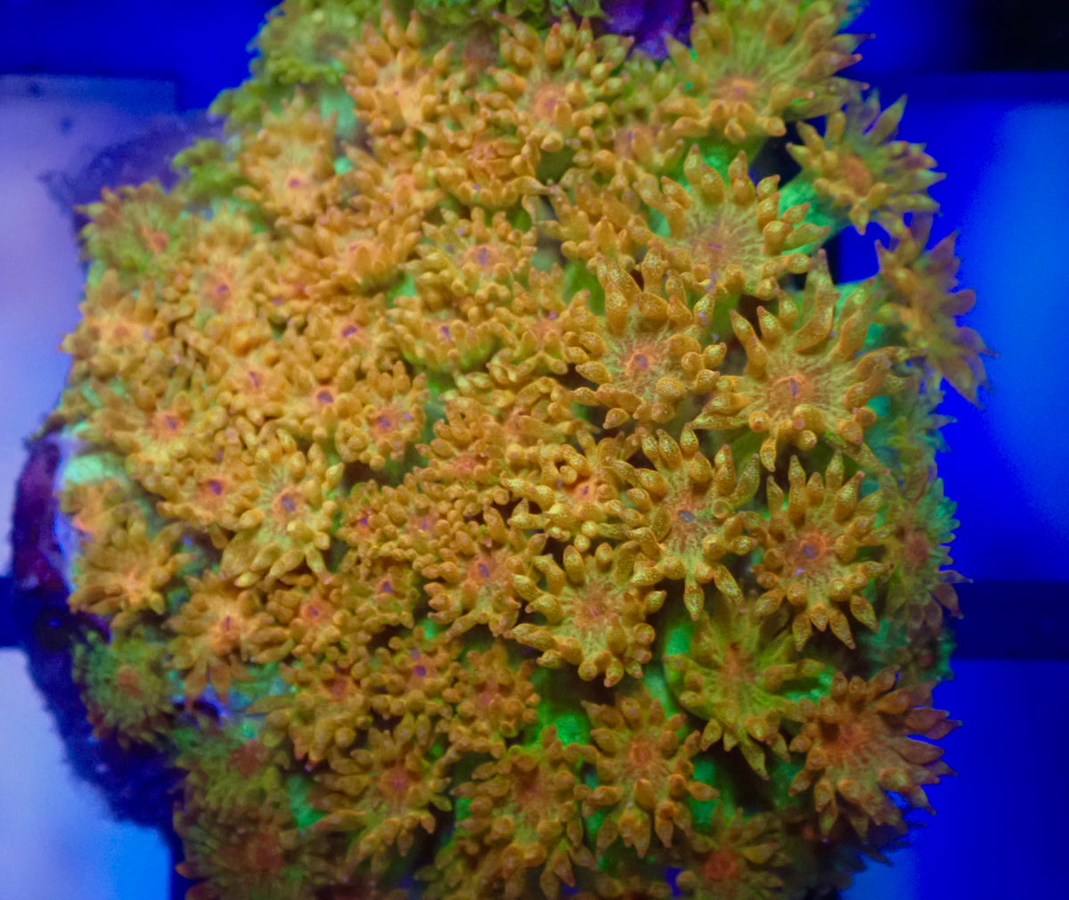 WYSI Citrus Orange Bernardpora (micro goni)