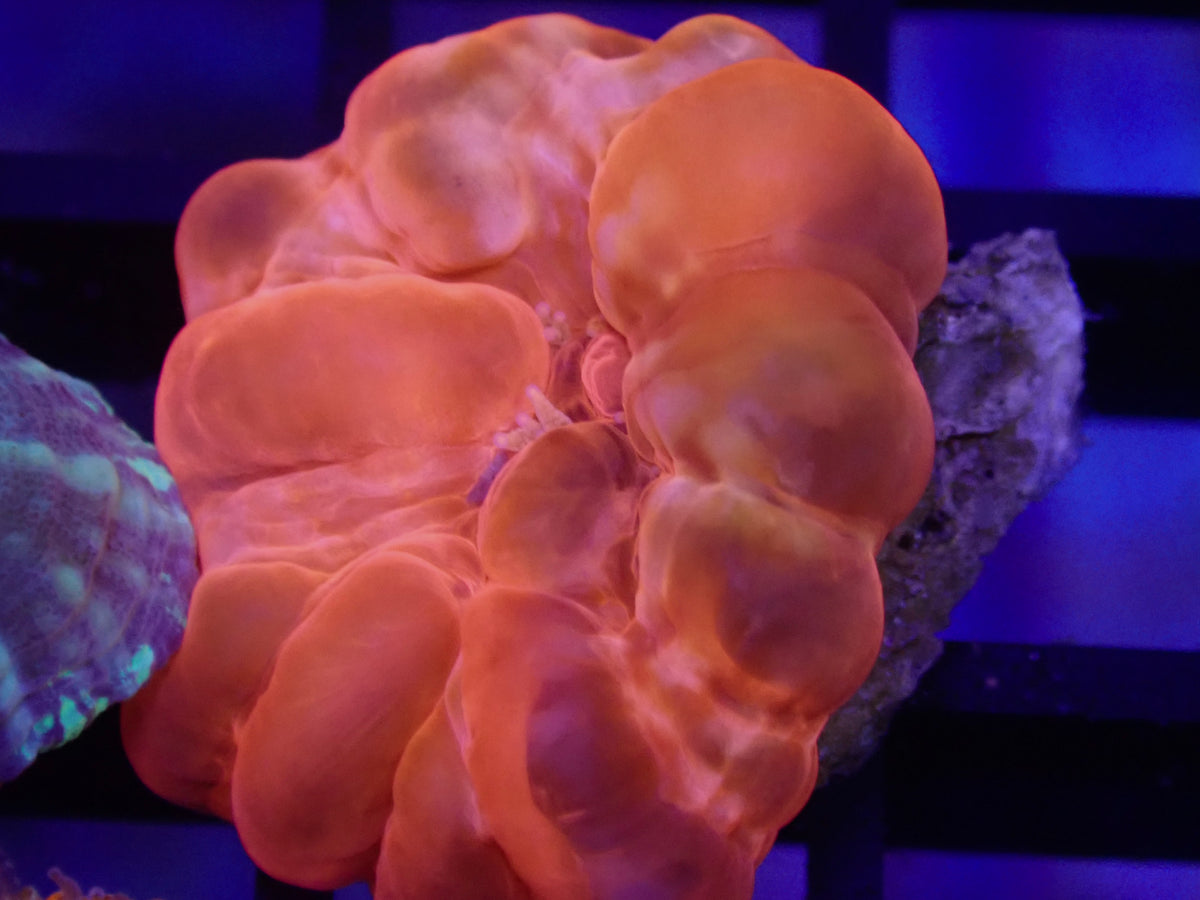 Red Cynarina - Small (Frag)