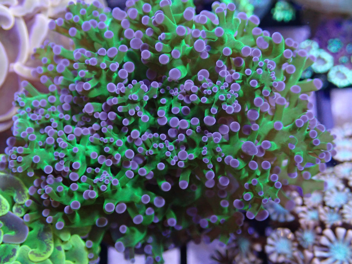 WYSI Reverse Frogspawn
