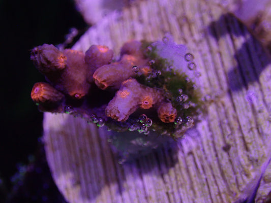 WYSI Branching Cyphastrea