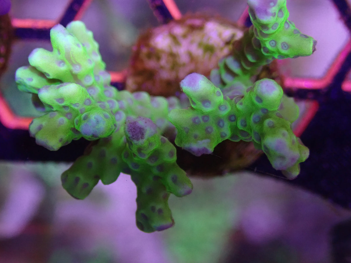 WYSI Golden Rod - Large Frag