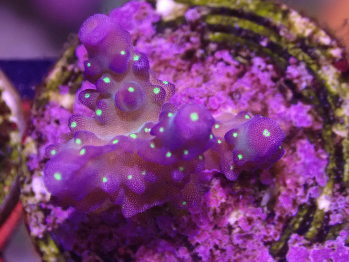 Bonsai Acro