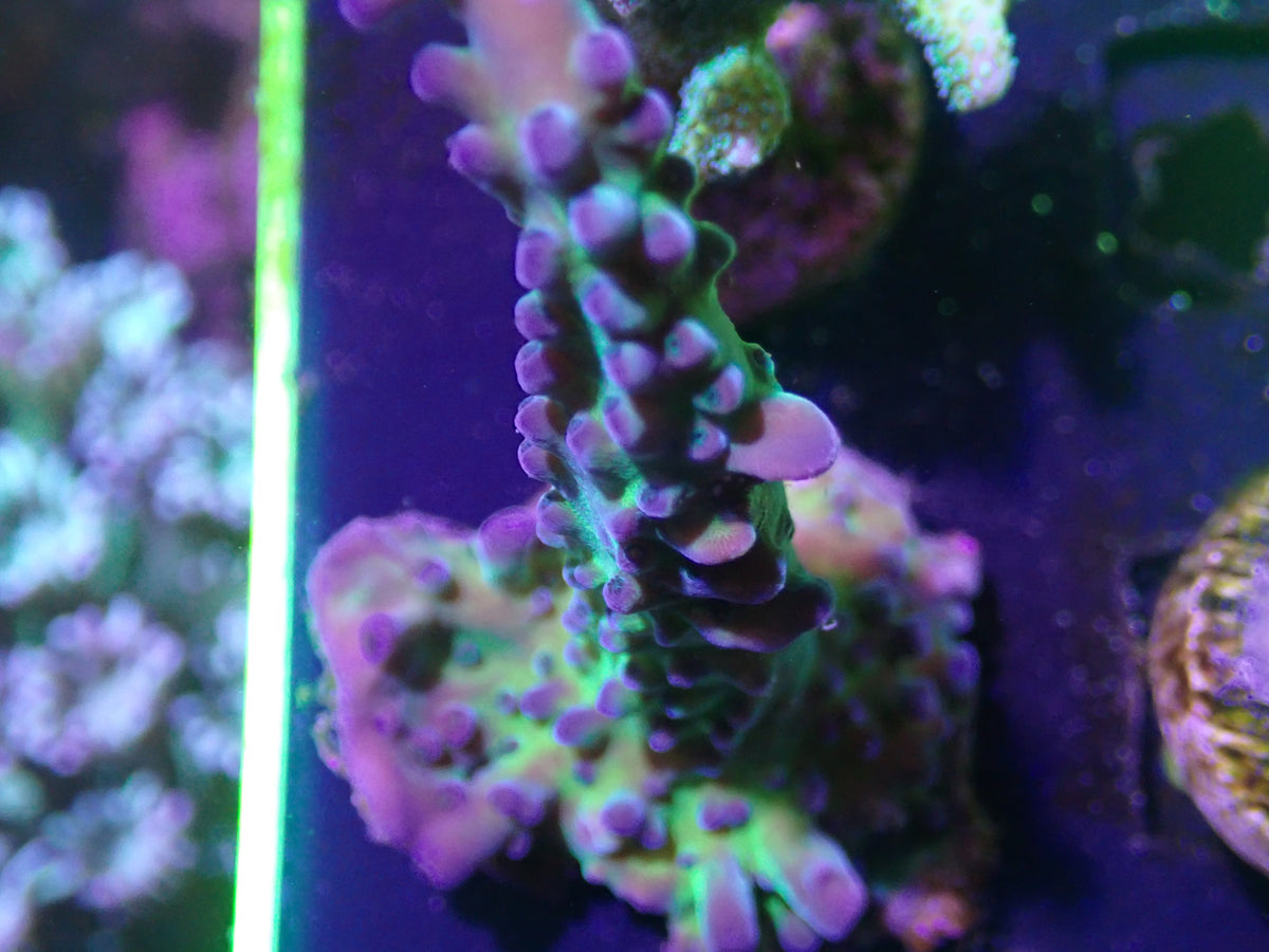 WYSI Dustins Cousin Mini Colony