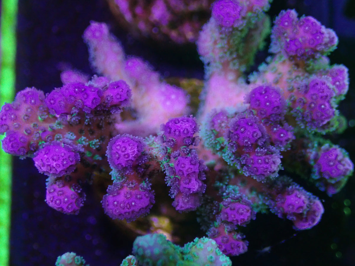 WYSI Pocillopora