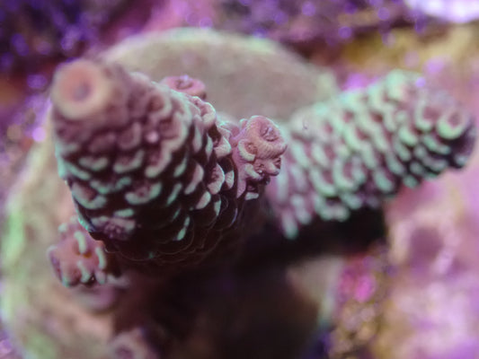 WYSI Bronze Milliepora