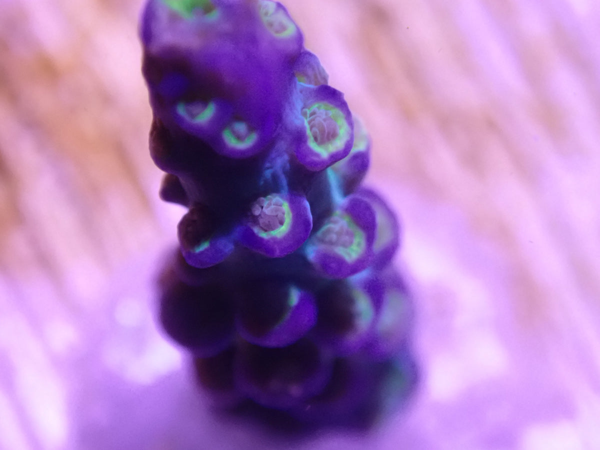 WYSI Rainbow Incinerator Acro
