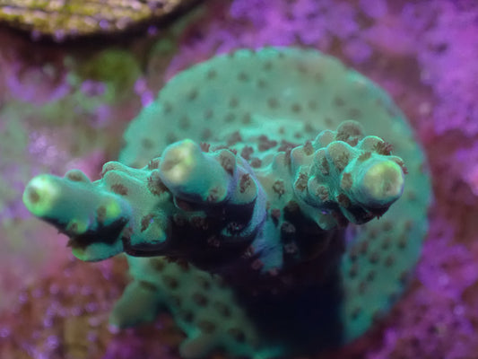 WYSI Acro Frag