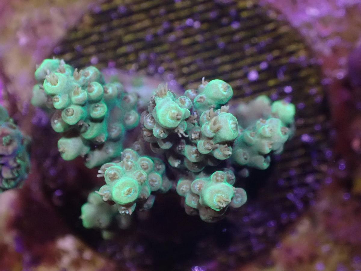 WYSI Acro Frag