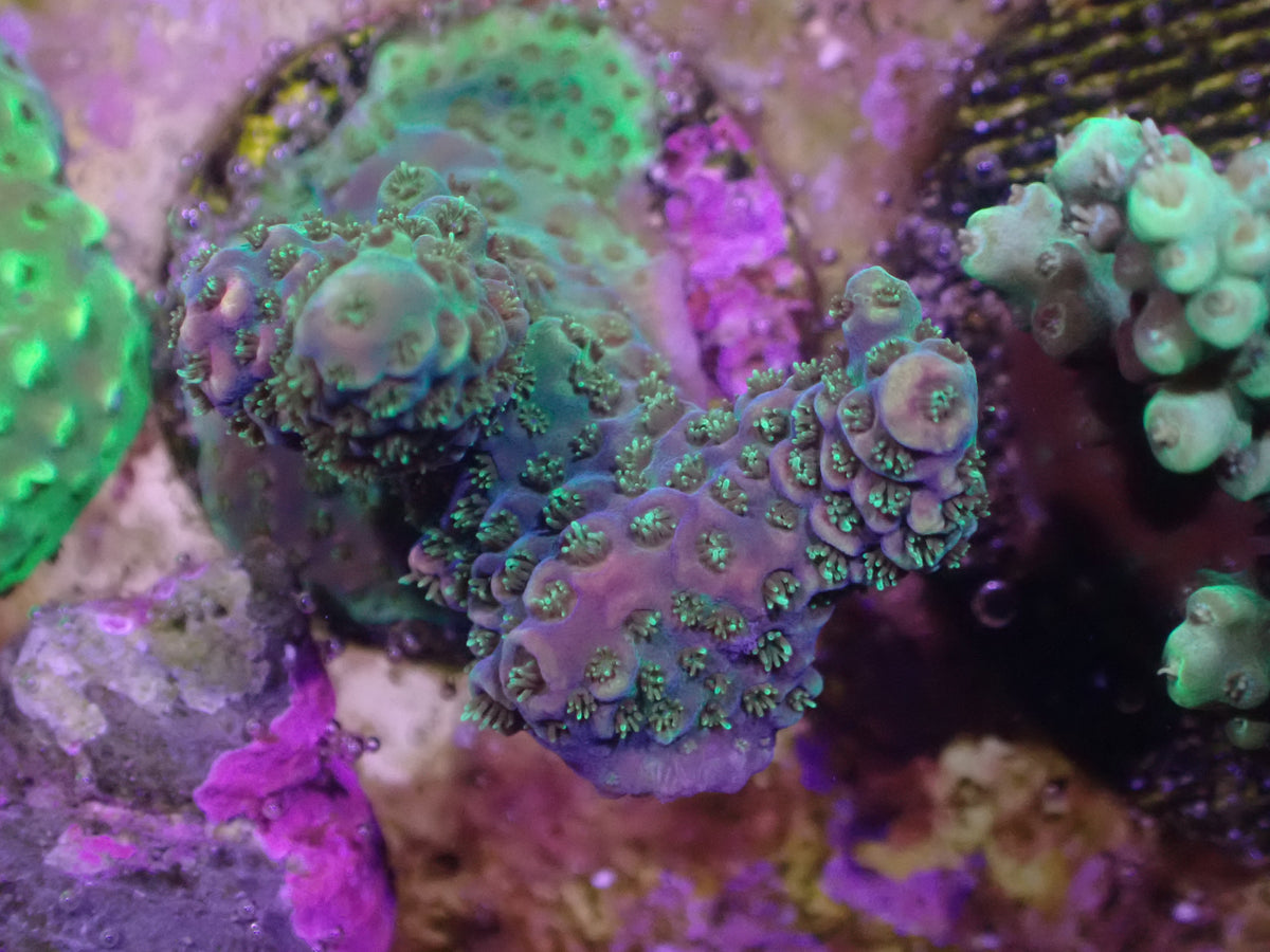 WYSI Millie Frag