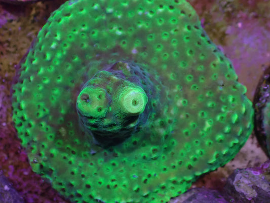 WYSI Acro Frag