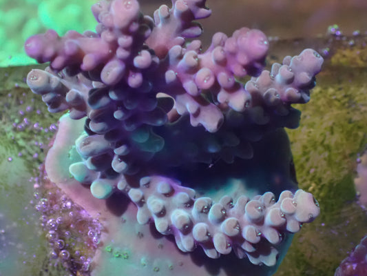 WYSI Acro Frag