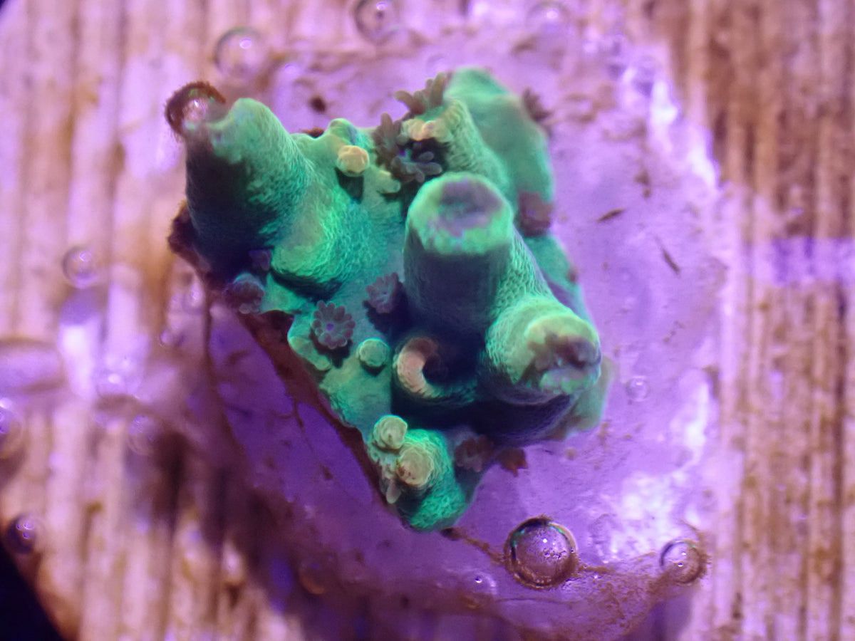 WYSI Petrol Slick Acro