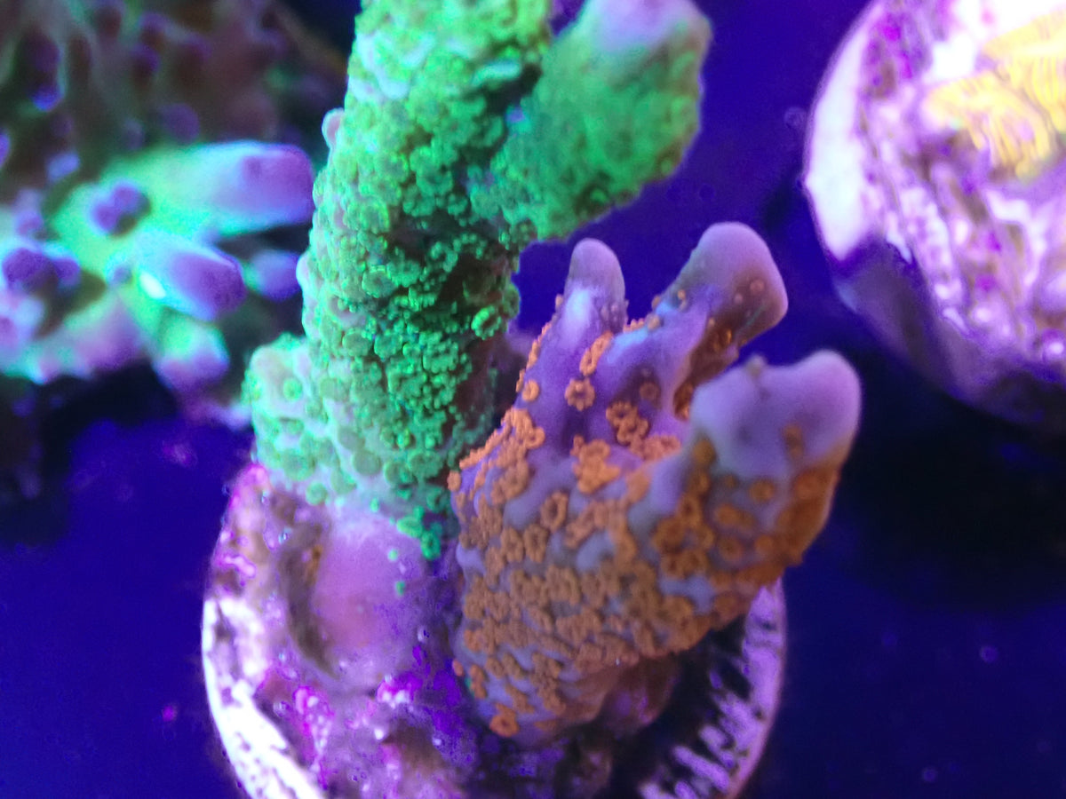 WYSI Digi Garden