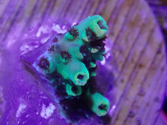 WYSI Carolina Reaper Acro