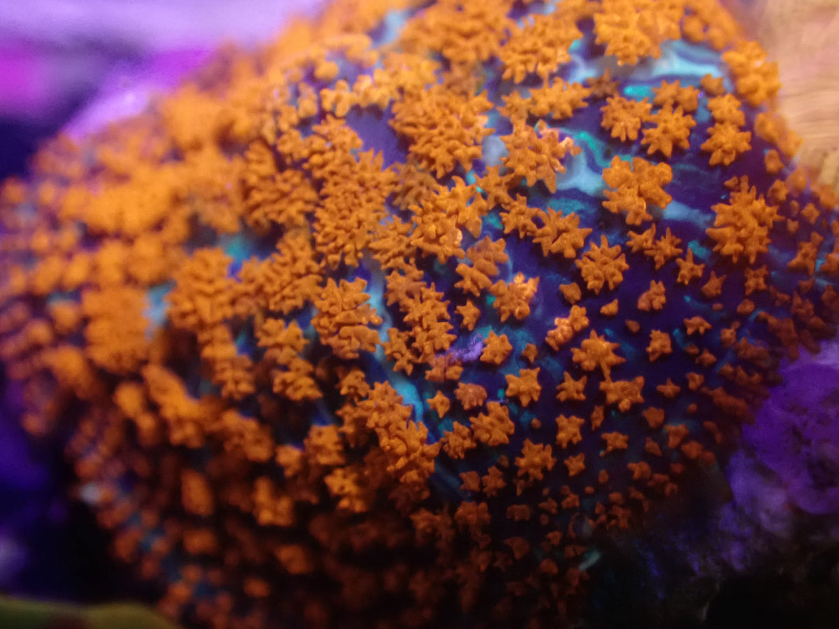 WYSI Rhodactis