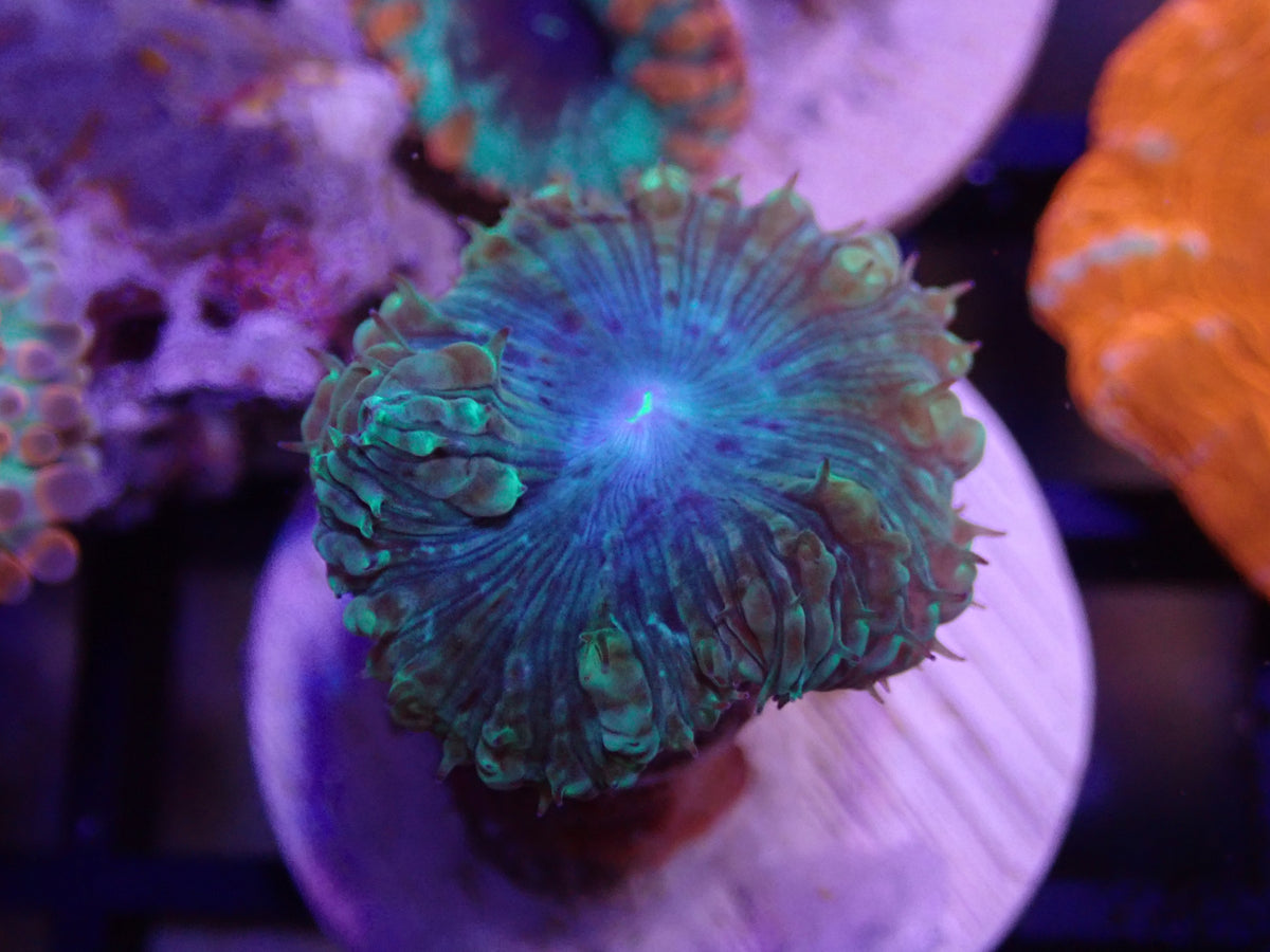 Tiger Blue Blasto