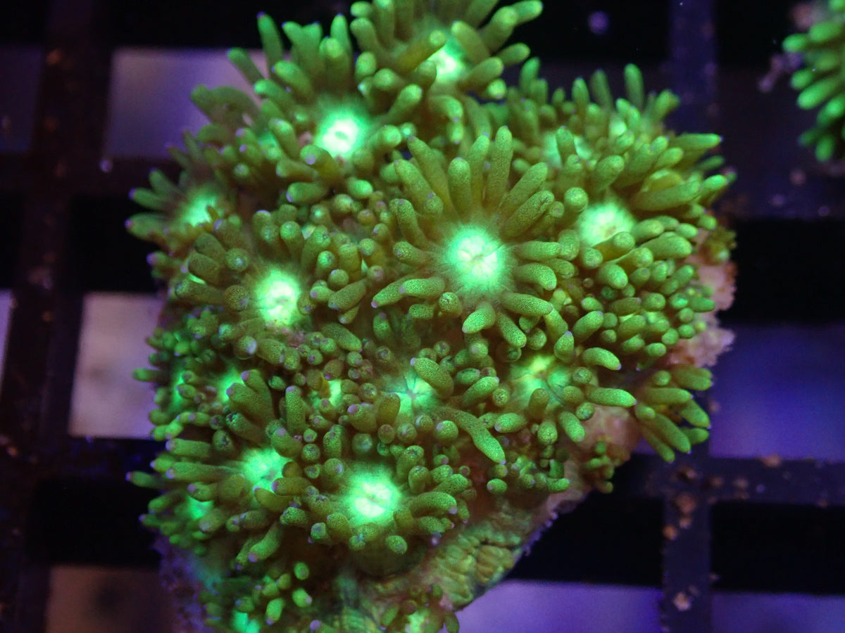 WYSI Metallic Green Goni