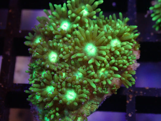 WYSI Metallic Green Goni