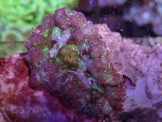 WYSI Rhodactis