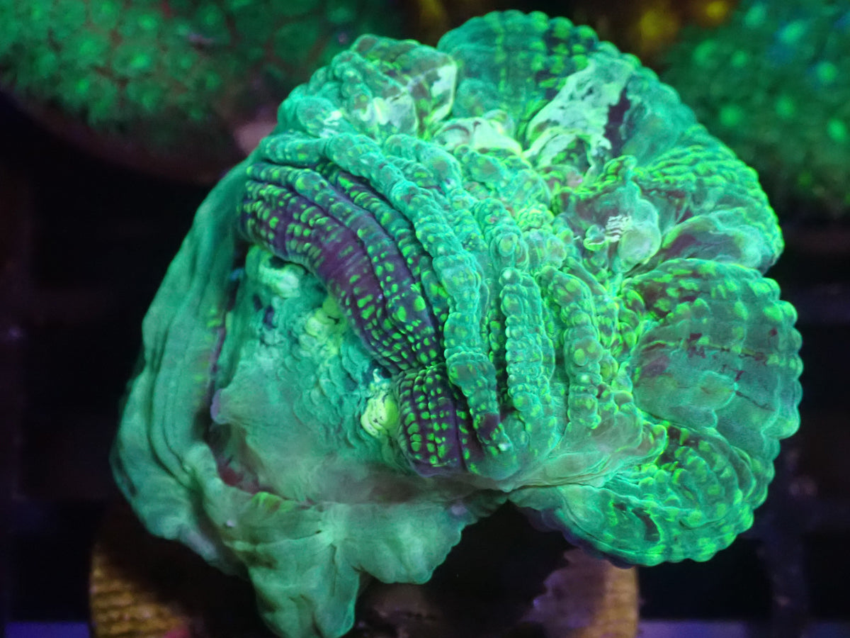 WYSI Deshy Frag Dual Mouth