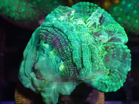 WYSI Deshy Frag Dual Mouth
