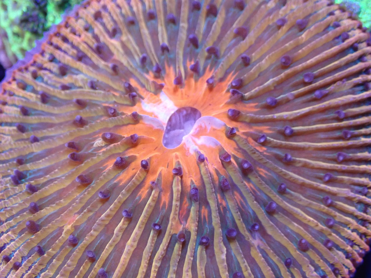 WYSI Ultra Orange / Multicolour Plate Coral
