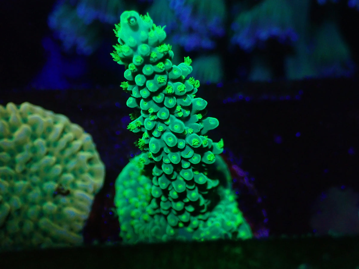 Large Dallas Acro Frag