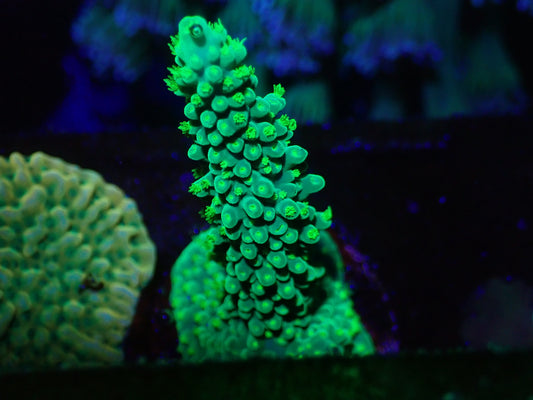 Large Dallas Acro Frag