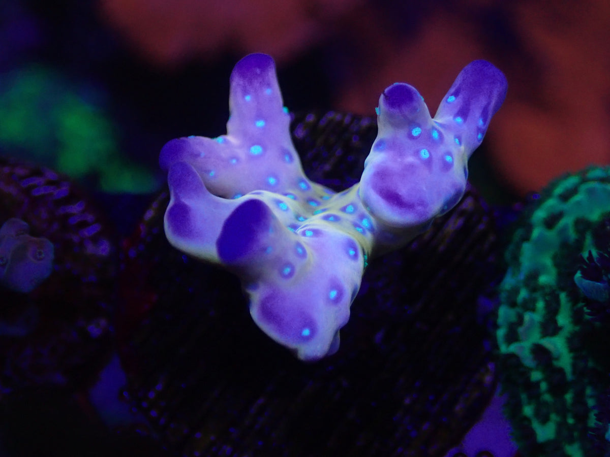 WYSI Tropicana Anacropora