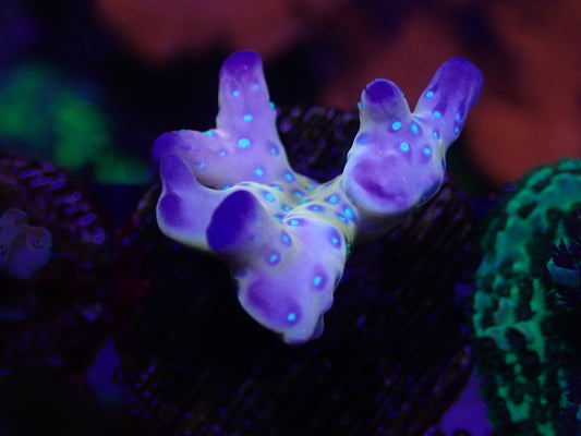 WYSI Tropicana Anacropora
