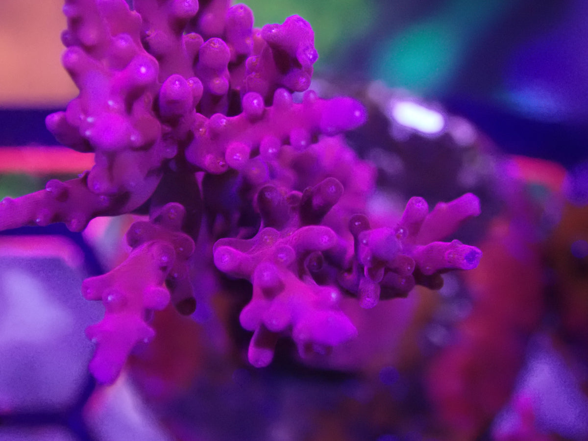Red Dragon Acro WYSI