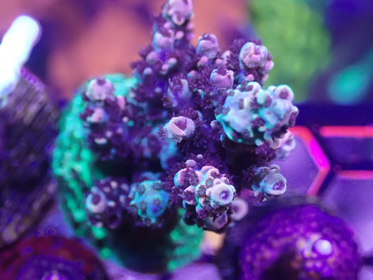 WYSI Fruity Pebbles Mini Colony
