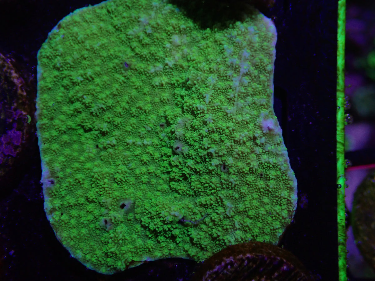 Green Scrolling Monti Frag