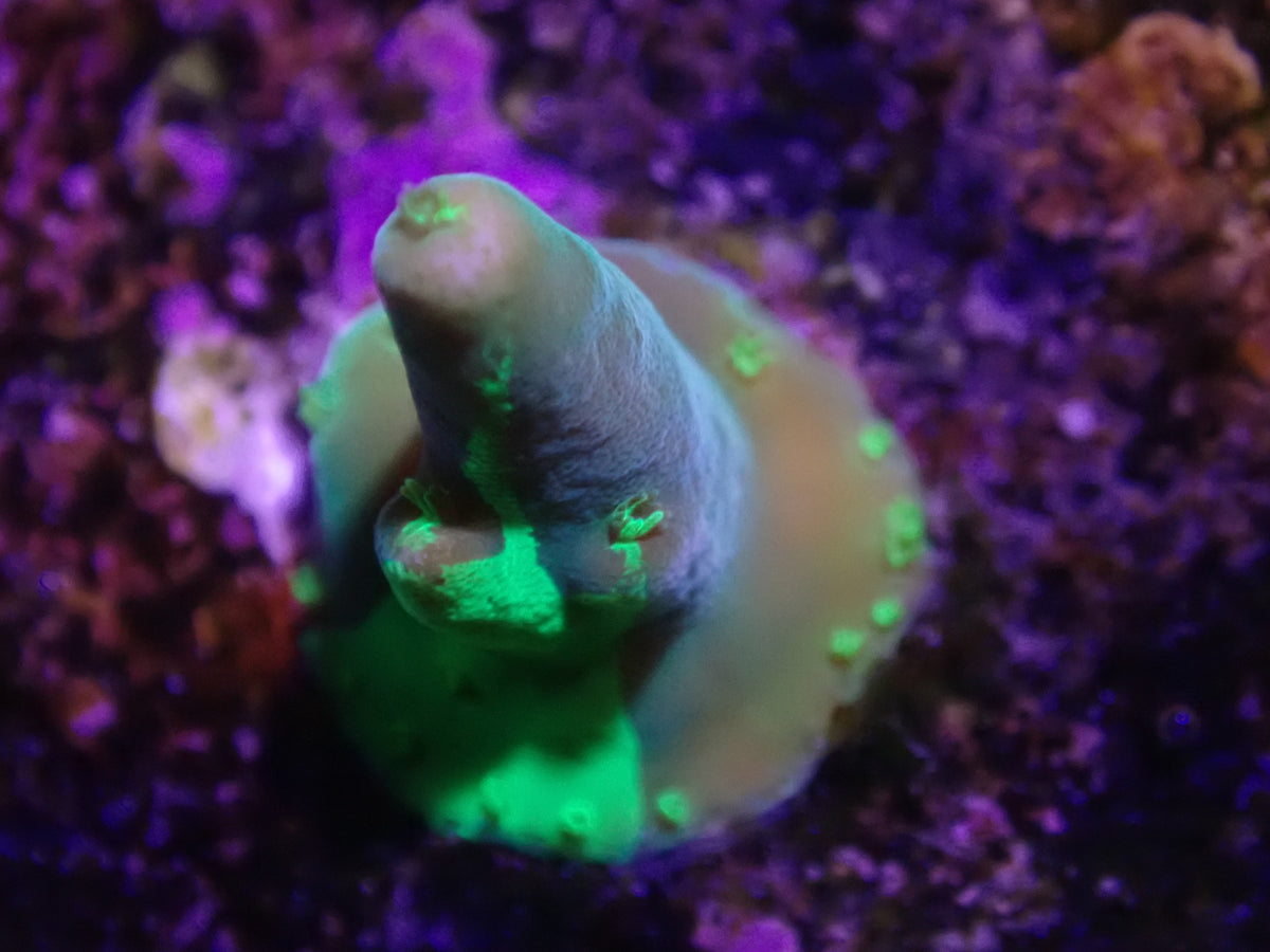 WYSI Grafted Cherry Blossom Acro