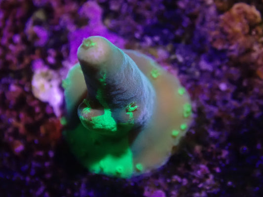 WYSI Grafted Cherry Blossom Acro