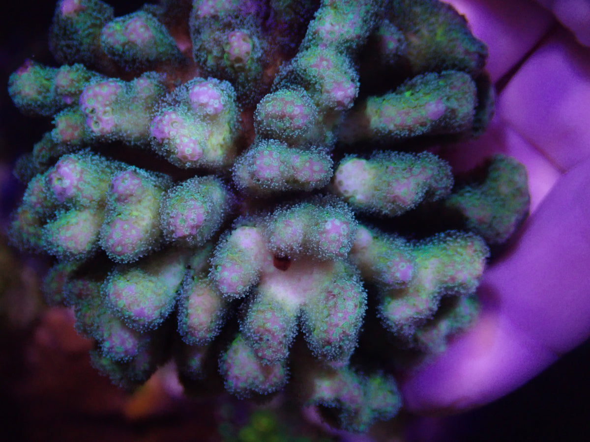 WYSI Mini Colony Birdsnest