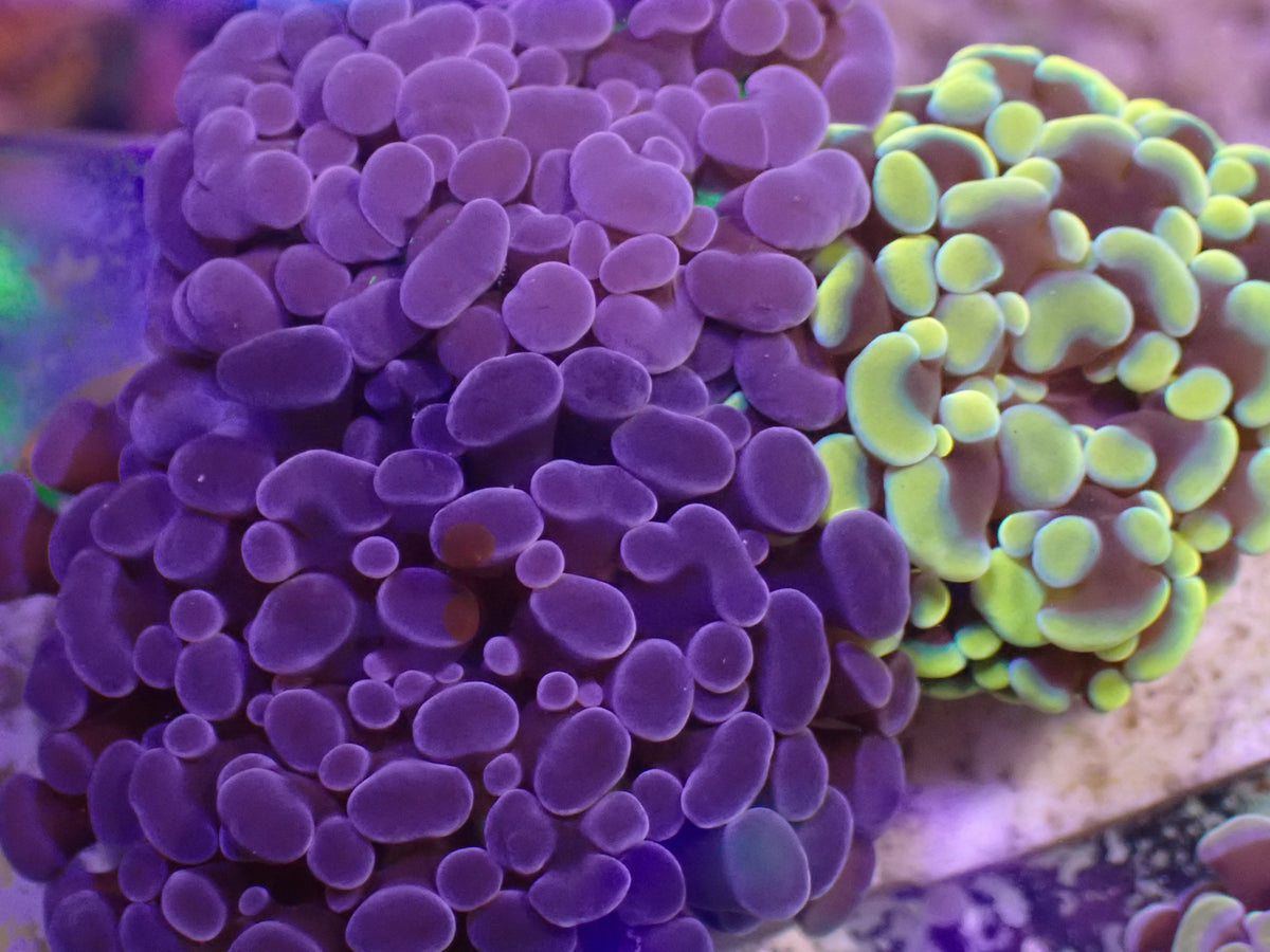 Frogspawn Garden WYSI