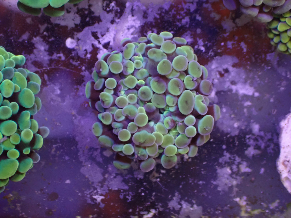 WYSI Unique Frogspawn