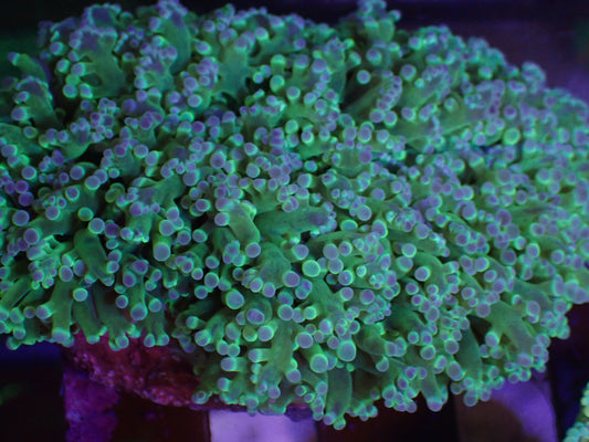 Holy Grail Frogspawn WYSI